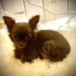 unsere-hunde