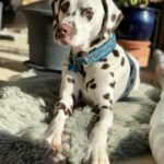 unsere-hunde