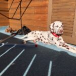 unsere-hunde