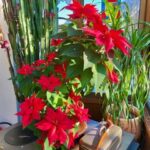 blumen